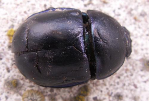 Trypocopris vernalis
