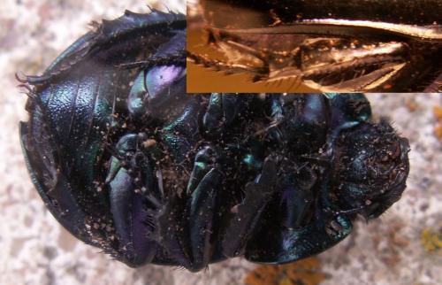 Trypocopris vernalis
