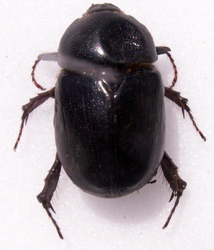 Pentodon idiota idiota