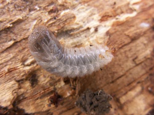 Cetonia aurata aurata