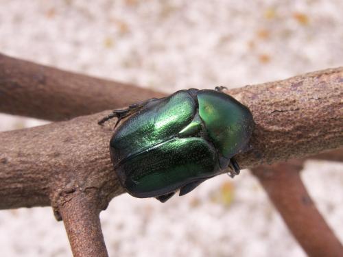 Potosia angustata