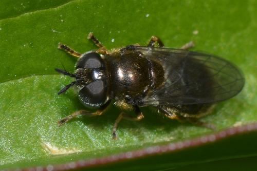 Pipizella sp.