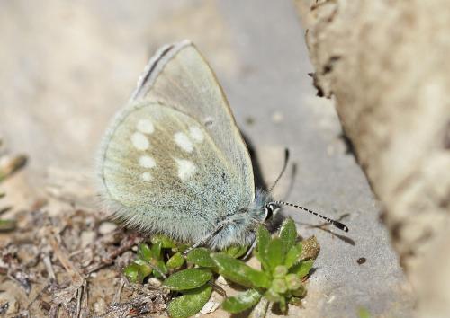 Plebejus orbitulus