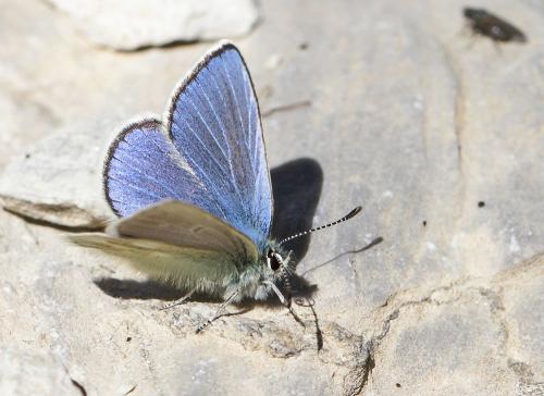 Plebejus orbitulus