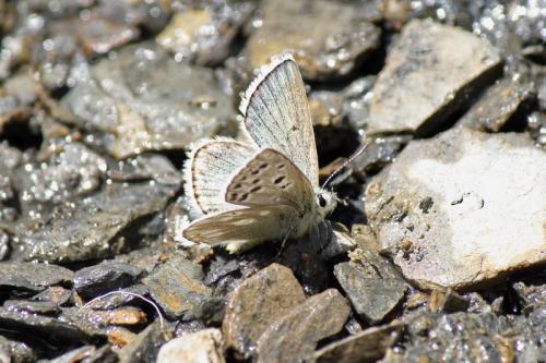Plebejus pyrenaica