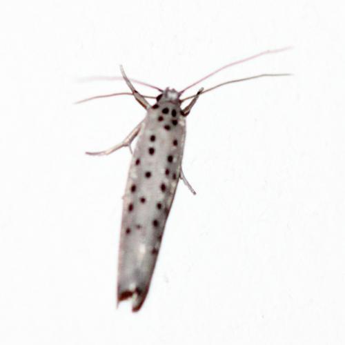 Yponomeuta sedella