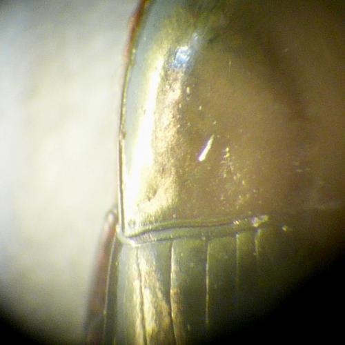 Réf. 125 841 : Amara aenea