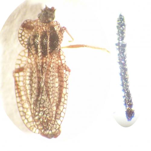 Kalama tricornis