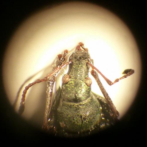 Phyllobius pomaceus
