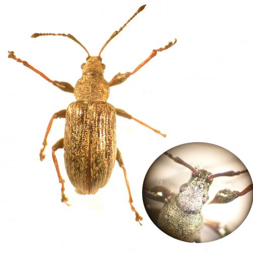Phyllobius pyri