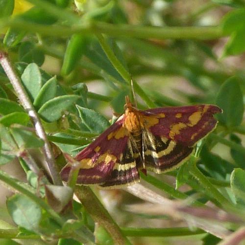 Réf. 125 782 : Pyrausta purpuralis