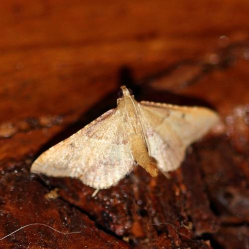 Endotricha flammealis
