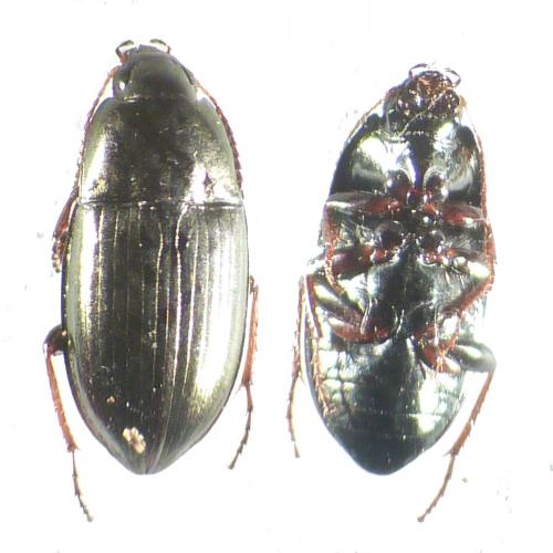 Amara aenea