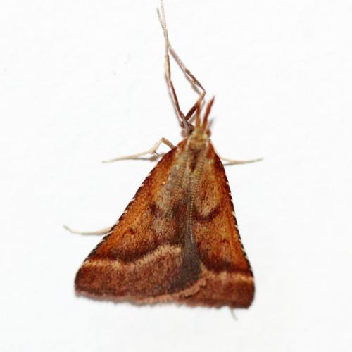 Réf. 125 008 : Synaphe punctalis