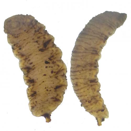 Volucella sp.