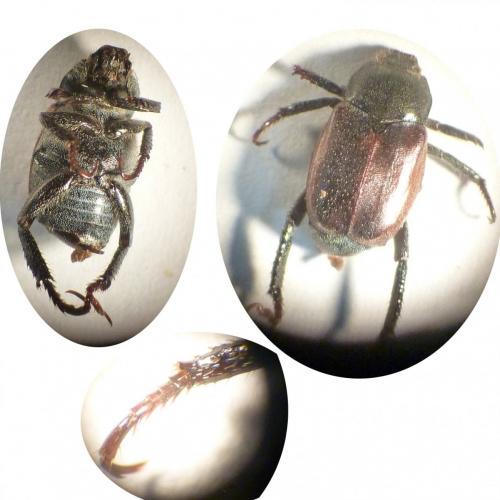 Hoplia philanthus