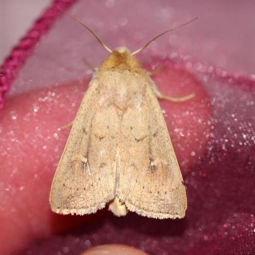 Réf. 125 191 : Mythimna ferrago