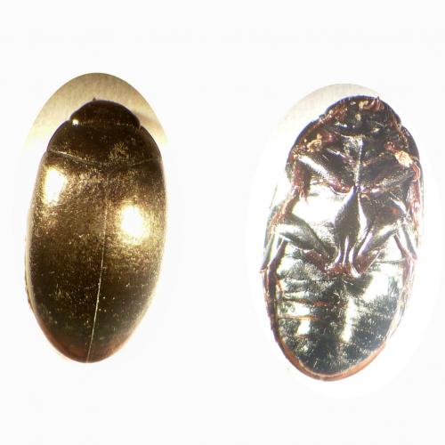 Réf. 125 347 : Agabus bipustulatus