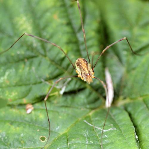 Réf. 125 834 : Opilio canestrinii