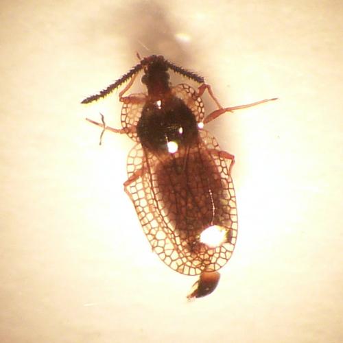 Kalama tricornis