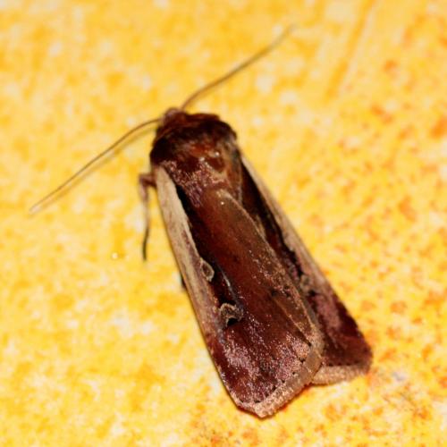 Réf. 125 262 : Ochropleura plecta