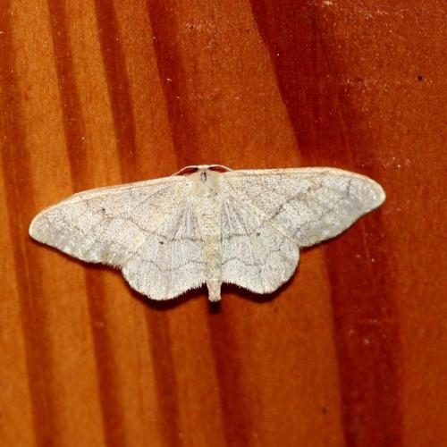 Idaea aversata