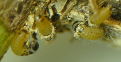 Acanthopsyche atra