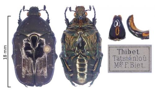 Protaetia thibetana