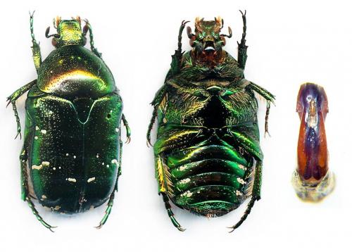 Potosia nitididorsis