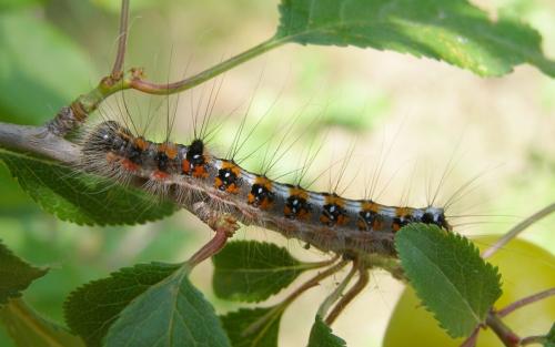 Réf. 125 614 : Acronicta tridens