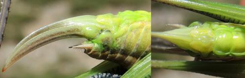Réf. 125 568 : Platycleis albopunctata