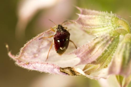 Stagonomus amoenus