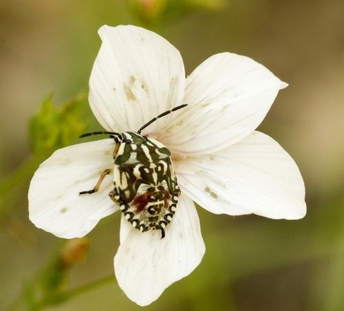 Carpocoris pudicus
