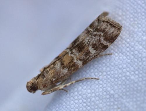 Réf. 125 388 : Dioryctria sp.