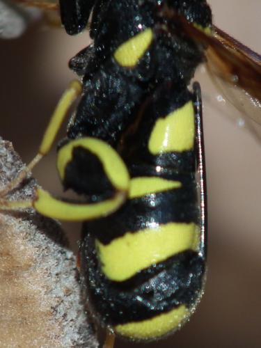 Réf. 125 683 : Leucospis dorsigera