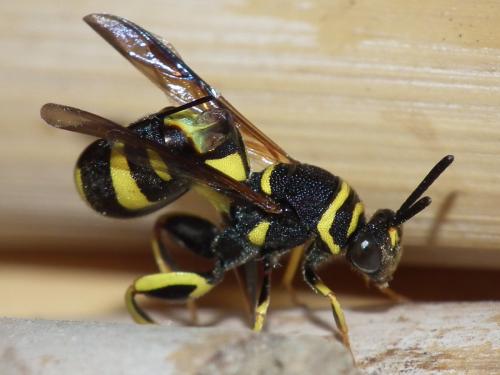 Réf. 125 684 : Leucospis dorsigera
