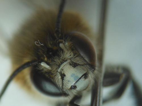 Anthophora pubescens
