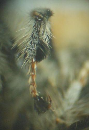 Anthophora pubescens