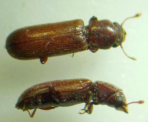 Réf. 125 627 : Lyctus brunneus