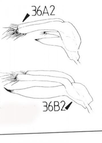 Réf. 125 348 : Rhyzobius divers