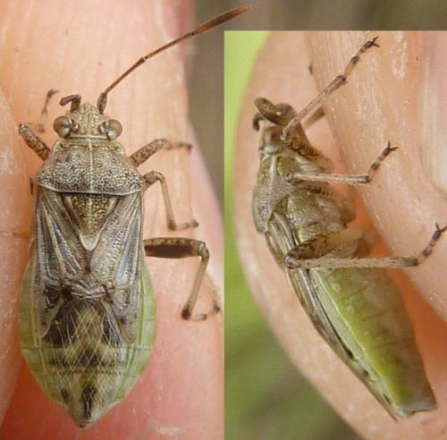 Réf. 125 791 : Stictopleurus punctatonervosus