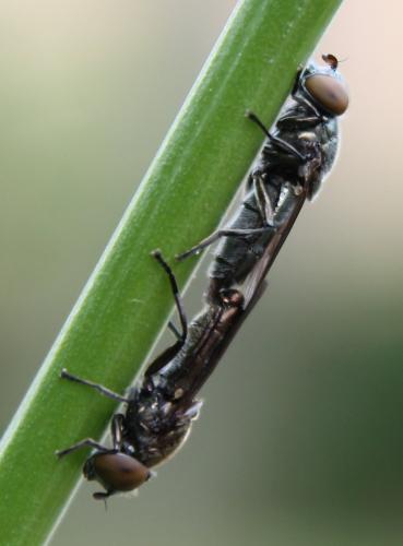 Riponnensia splendens