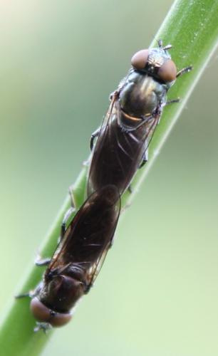 Riponnensia splendens