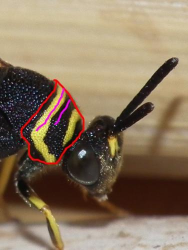 Réf. 125 977 : Leucospis dorsigera