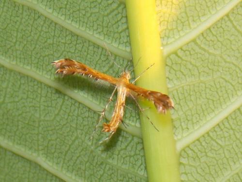 Oxyptilus sp.