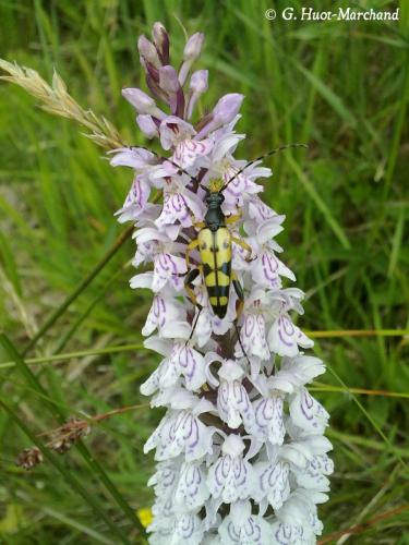 Rutpela maculata