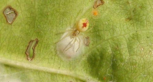 Nigma puella