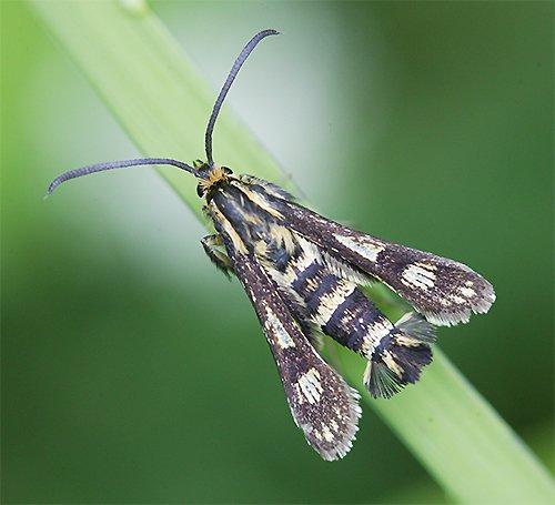 Chamaesphecia sp.