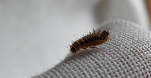 Anthrenus sp.
