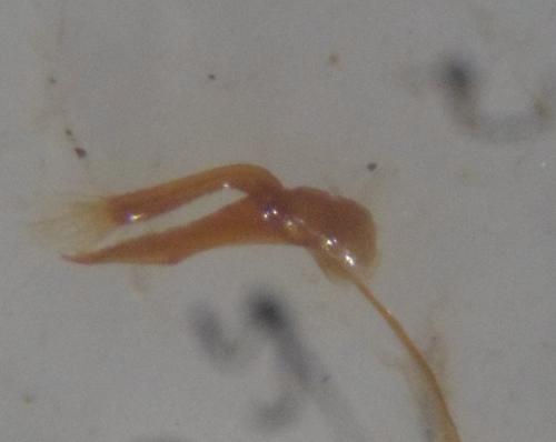 Rhyzobius chrysomeloides